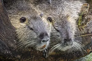 Nutria: Coypu, nutria (Myocastor coypus) pair resting side