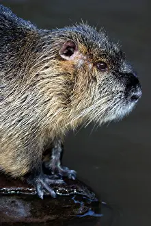 Nutria: Coypu / Nutria - riparian rodent introduced to