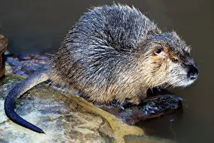 Nutria: Coypu / Nutria - riparian rodent introduced to
