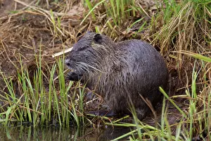 Nutria: Coypu / Nutria / River Rat adult