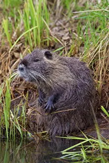 Nutria: Coypu / Nutria / River Rat adult