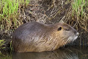 Nutria: Coypu / Nutria / River Rat adult