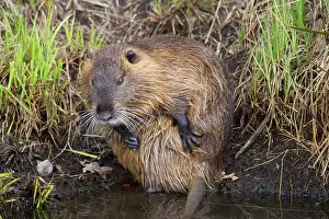Nutria: Coypu / Nutria / River Rat adult