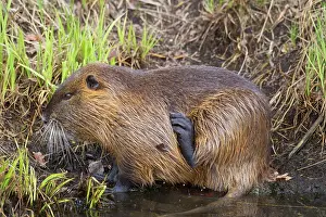 Nutria: Coypu / Nutria / River Rat adult