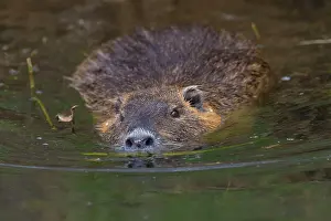 Nutria: Coypu / Nutria / River Rat adult