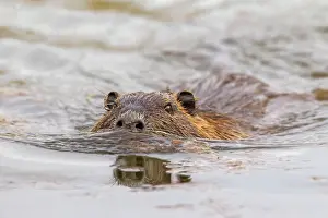 Nutria: Coypu / Nutria / River Rat adult