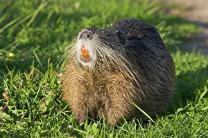 Nutria: COYPU / Nutria showing orange incisors and long whiskers