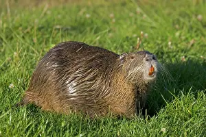 Nutria: COYPU / Nutria showing orange incisors and long whiskers