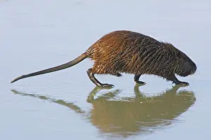 Nutria: Coypu / Nutria - walking across frozen pond