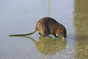 Nutria: Coypu / Nutria - walking across frozen pond
