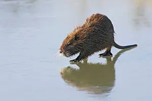 Nutria: Coypu / Nutria - walking across frozen pond
