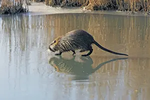 Nutria: Coypu / Nutria - walking across frozen pond