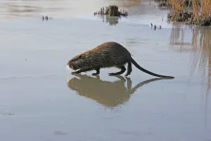 Nutria: Coypu / Nutria - walking across frozen pond