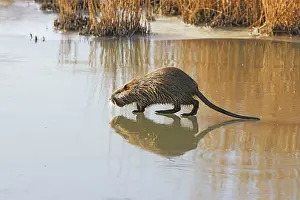 Nutria: Coypu / Nutria - walking across frozen pond