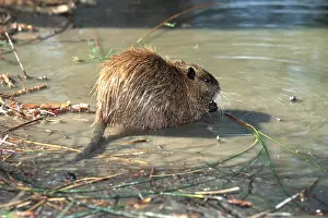 Introduced: COYPU / NUTRIA - at water
