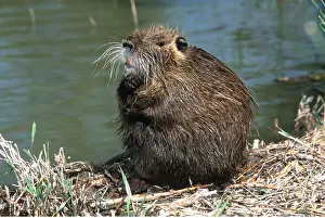 Introduced: COYPU / NUTRIA - at water edge, sitting on riverbank
