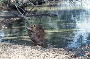 Introduced: COYPU / NUTRIA - at water, feeding on vegetation