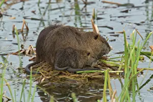 Nutria: Coypu / Nutria - with young at breeding colony
