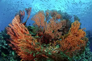 Habtiat: Cozumel Columbia Reef - Gorgonen at Drop-Off