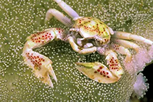 Westmorland: Crab