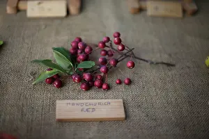Como: Crab apple