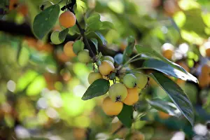 Hornet: Crab apple
