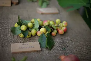 Como: Crab apple