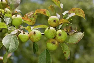 Shrubby: Crab Apple - in fruit early autumn