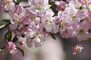 Showy: Crab apple, Japanese crab, Malus floribunda, Pink