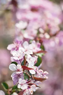 Crabapple: Crab apple, Malus Cardinal, branch covered in pink blossom