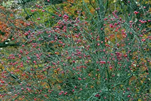 Ripened: Crab Apple - ripened fruit in autumn