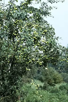 Hedges: CRAB APPLES