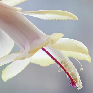 Lobster: Crab Cactus, Schlumbergera truncata Peaches &