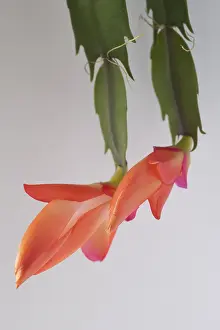 Lobster: Crab Cactus, Schlumbergera truncata Petra's Salmon