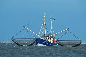 Trawler: Crab cutter in the Wadden Sea, Wadden Sea National