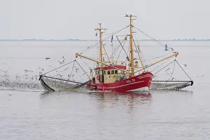 Trawler: Crab cutter in the Wadden Sea, Wadden Sea National