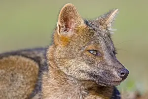 Cerdocyon: Crab-eating Fox (Cerdocyon thous) close-up port