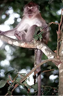 Macaque: Crab-eating / Long-Tailed Macaque