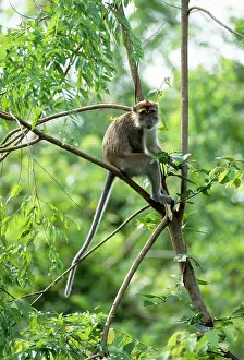 Fascicularis: Crab-eating / Long-tailed Macaque - male
