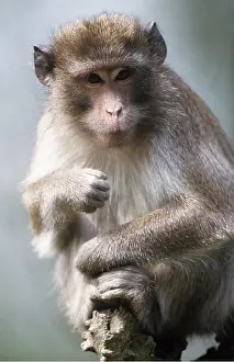 Macaque: Crab-eating / Long-tailed Macaque Monkey