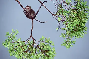 Macaques: Crab-eating / Long-Tailed Macaque Monkey - balanced