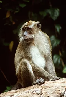 Macaques: Crab-eating / Long-tailed Macaque Monkey - male