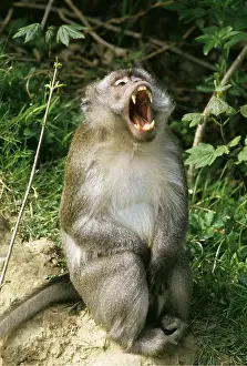 Mouths: Crab-eating / Long-tailed Macaque Monkey - mouth open