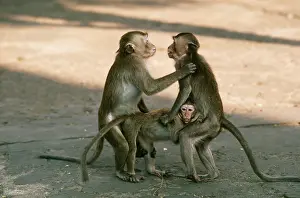 Fascicularis: Crab-Eating / Long-tailed Macaque Monkey - x three