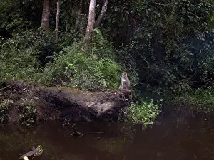 Fascicularis: Crab-eating / Long-tailed MACAQUE - on river bank