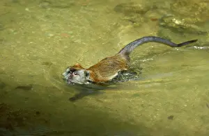 Fascicularis: Crab-eating / Long-tailed Macaque swimming