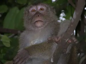 Fascicularis: Crab-eating / Long-tailed MACAQUE - in tree