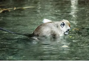 Intelligence: Crab-eating / Long-tailed Macaque - Washing food