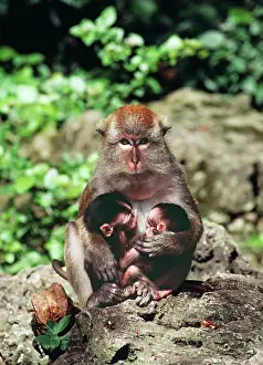 Stealing: Crab-eating / Long-tailed MACAQUE - with two young