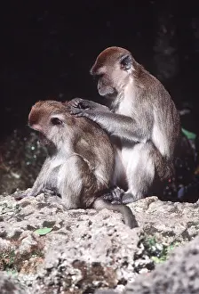 Macaque: Crab-eating / Long-tailed MACAQUES - grooming